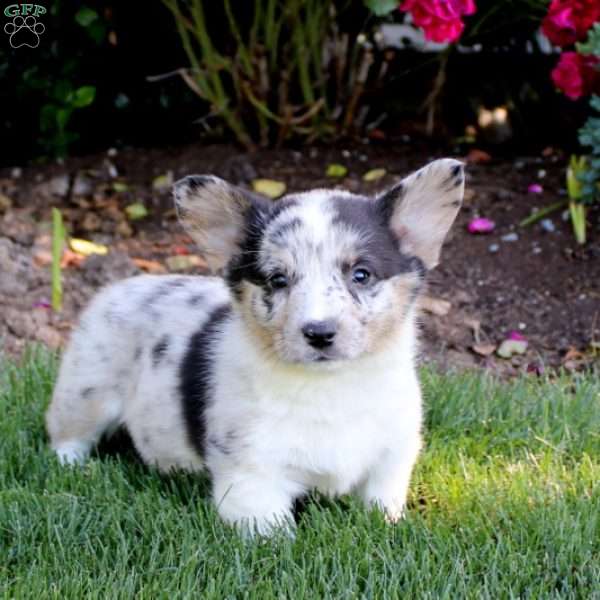 Angel, Pembroke Welsh Corgi Puppy