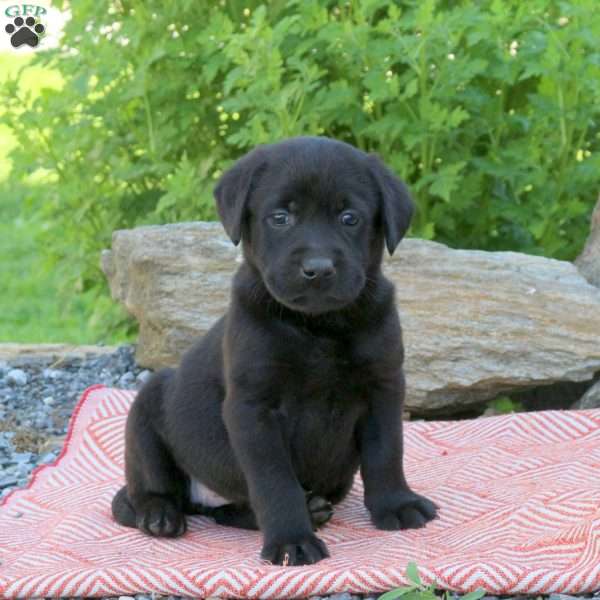 Anna, Black Labrador Retriever Puppy