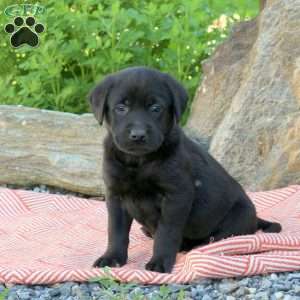 Anna, Black Labrador Retriever Puppy