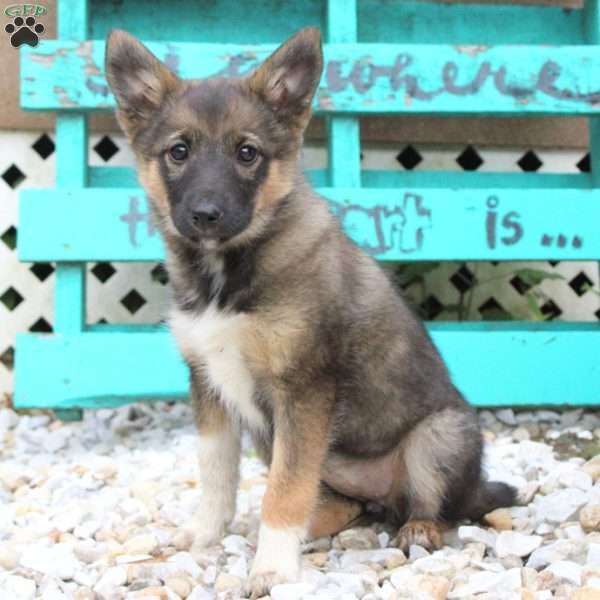 Annie, Sheltie Mix Puppy