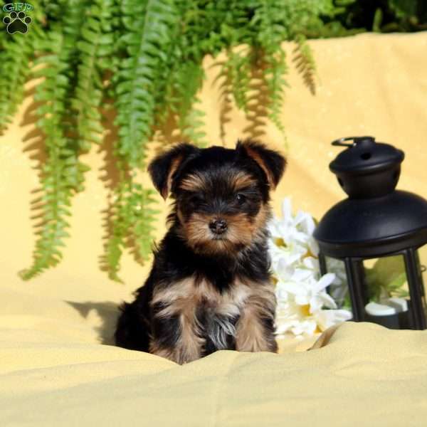 Annie, Yorkie Puppy