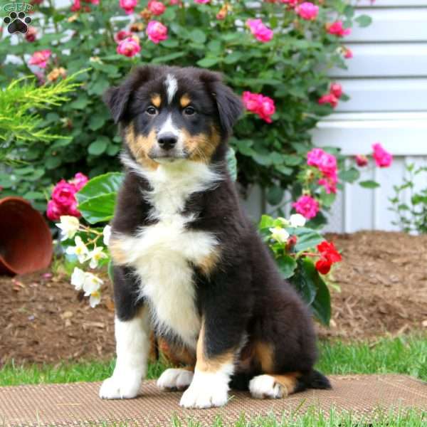 Anthony, Australian Shepherd Puppy