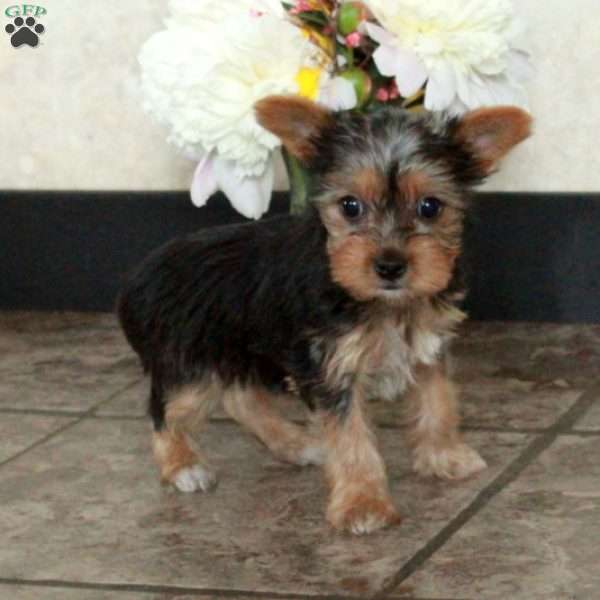 Anya, Yorkie Puppy