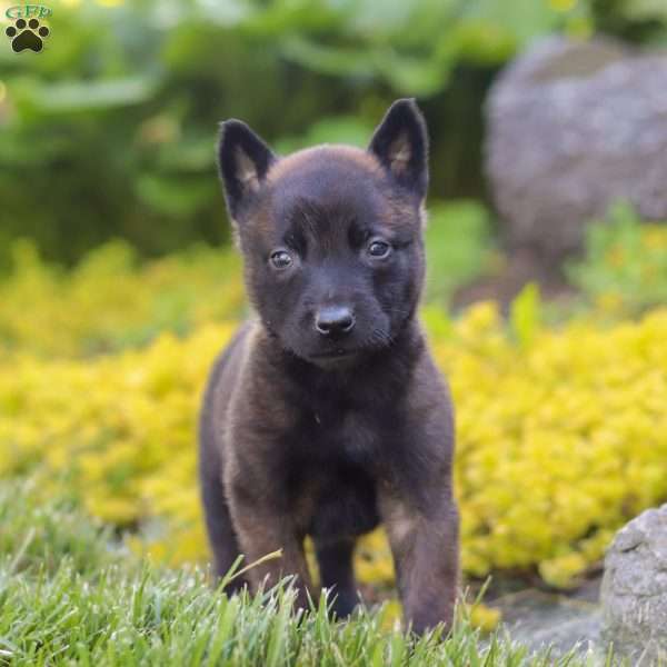 Apollo, Belgian Malinois Puppy