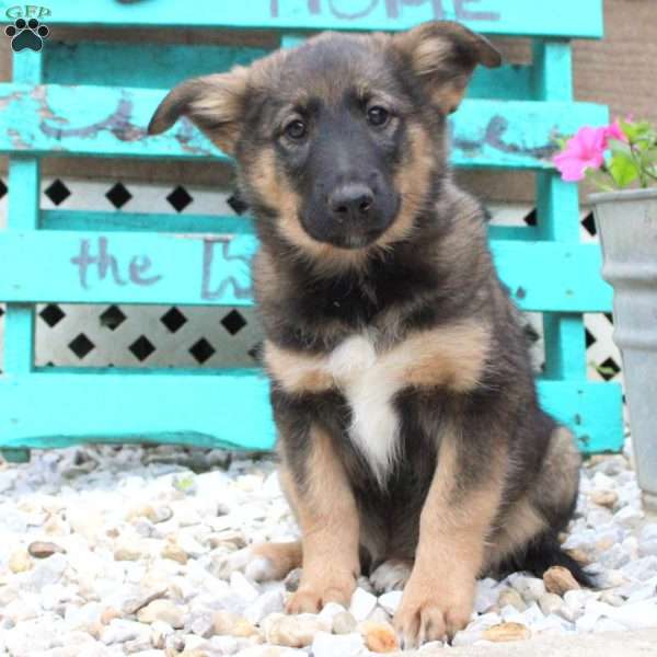 Archer, Sheltie Mix Puppy