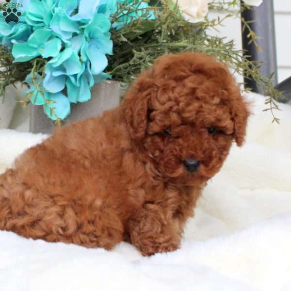 Archer, Toy Poodle Puppy