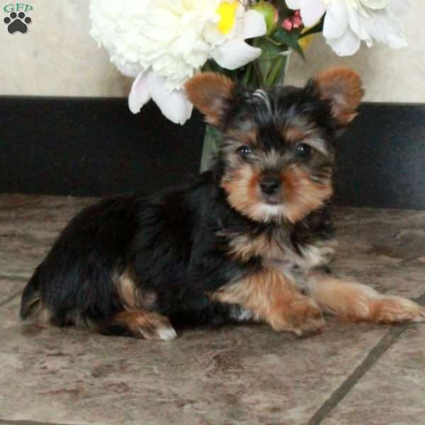 Archie, Yorkie Puppy