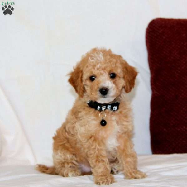 Archie, Cavapoo Puppy