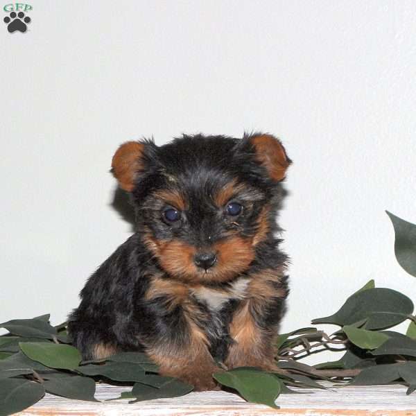 Aria, Yorkie Mix Puppy