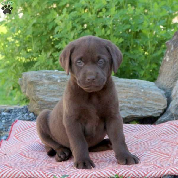 Arie, Chocolate Labrador Retriever Puppy