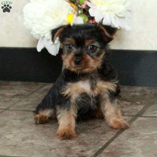 Arthur, Yorkie Puppy