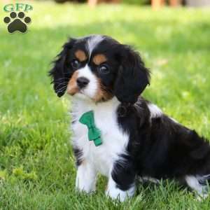 Asher, Cavalier King Charles Spaniel Puppy