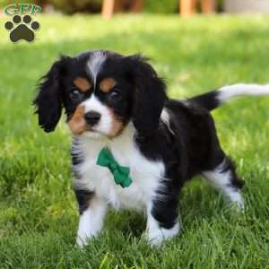 Asher, Cavalier King Charles Spaniel Puppy