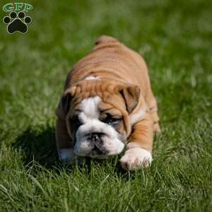 Asher, English Bulldog Puppy