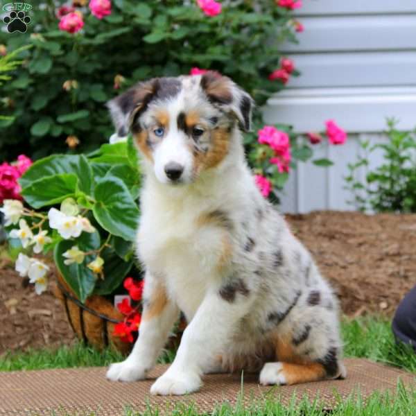 Ashley, Australian Shepherd Puppy