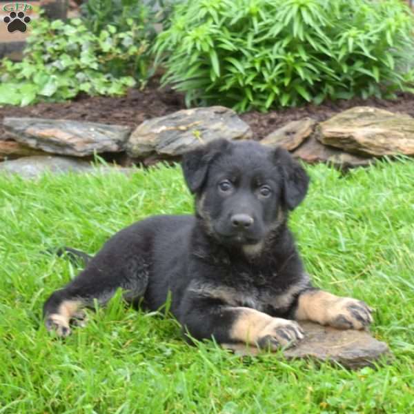 Ashton, German Shepherd Puppy