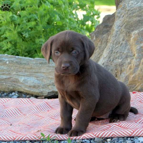 Aspen, Chocolate Labrador Retriever Puppy