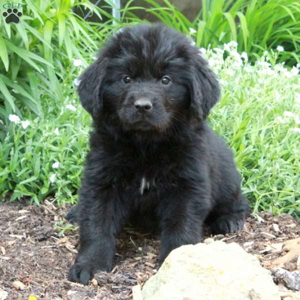 Astrid, Newfoundland Puppy