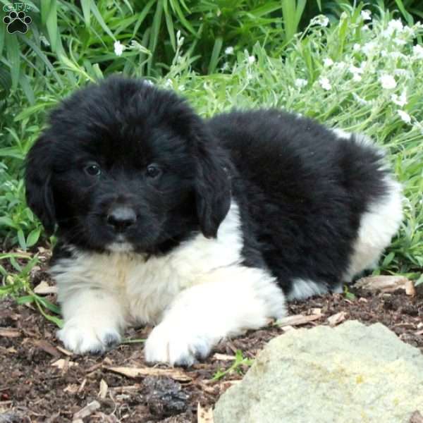 August, Newfoundland Puppy