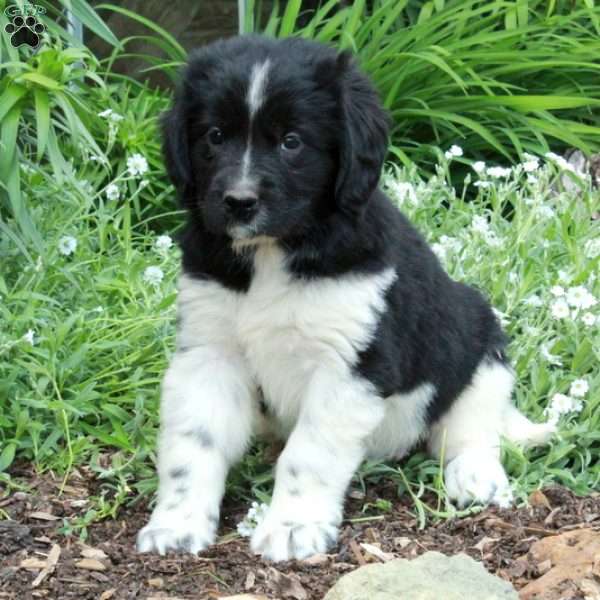 Aurora, Newfoundland Puppy