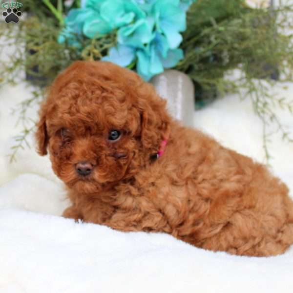 Ava, Toy Poodle Puppy