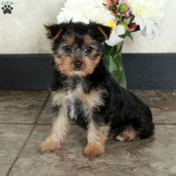 Ava, Yorkie Puppy