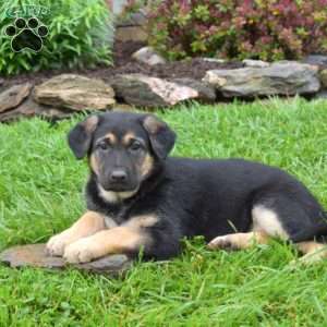 Ava, German Shepherd Puppy
