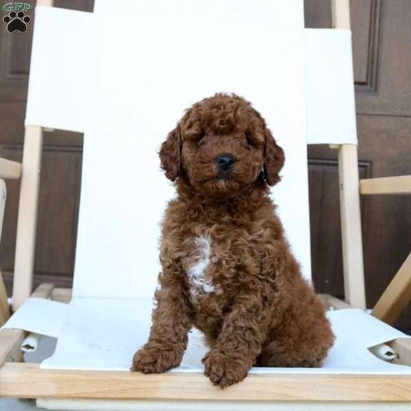 Ava, Miniature Poodle Puppy