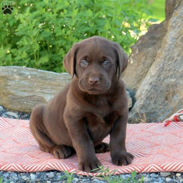 Axel, Chocolate Labrador Retriever Puppy