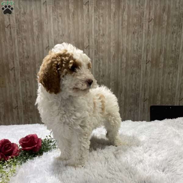 Lilac, Miniature Poodle Puppy