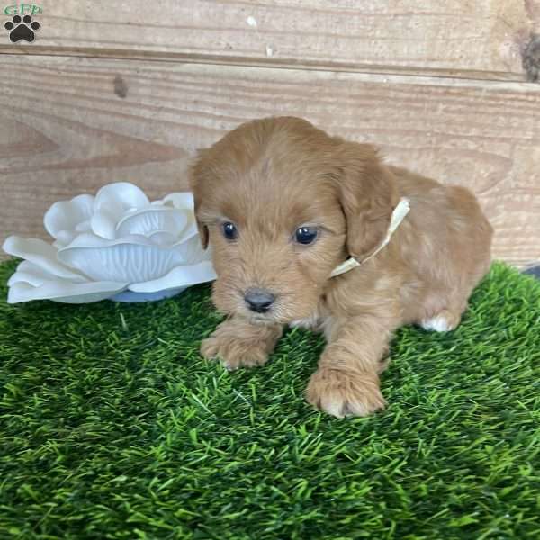 Dolly, Mini Goldendoodle Puppy