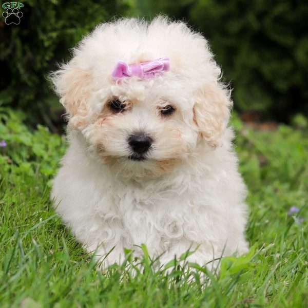 Bailey, Maltipoo Puppy