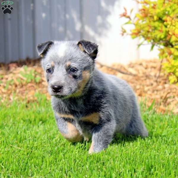 Bailey, Blue Heeler – Australian Cattle Dog Puppy