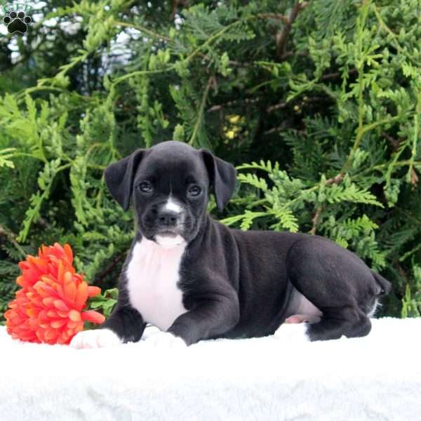 Bailey, Boxer Puppy