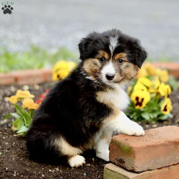 Bambi, Miniature Australian Shepherd Puppy