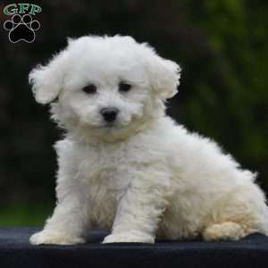 Bichon Frise Puppies For Sale - Greenfield Puppies