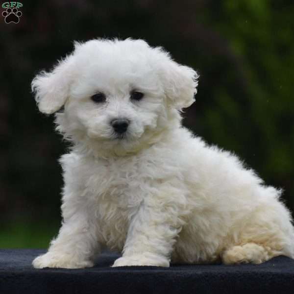 Banjo, Bichon Frise Puppy