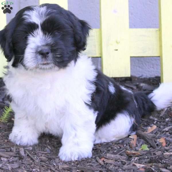 Barney, Teddy Bear Puppy