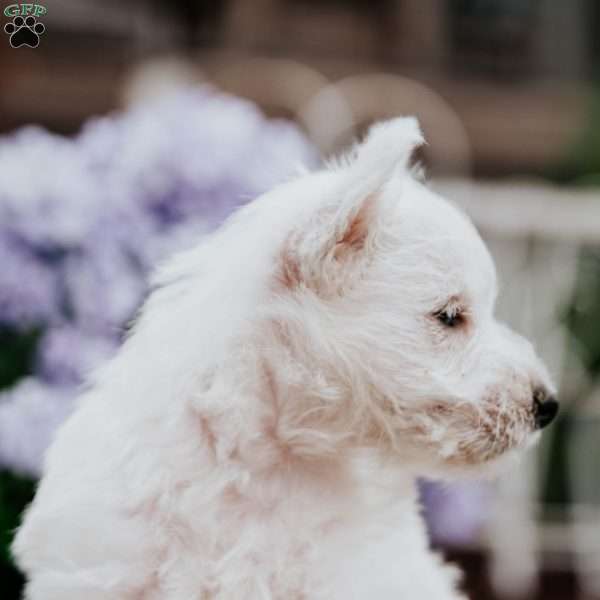 Baxtor, West Highland Terrier Puppy