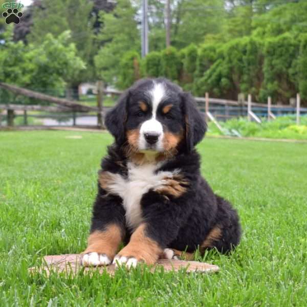 Baylee, Bernese Mountain Dog Puppy