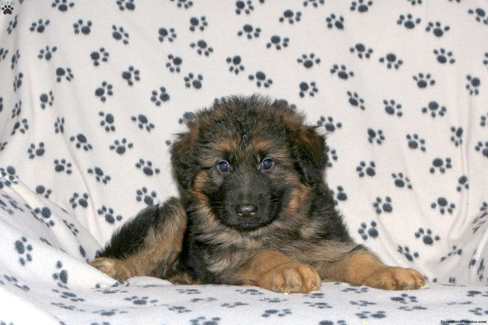 Bear - German Shepherd Puppy For Sale in Pennsylvania