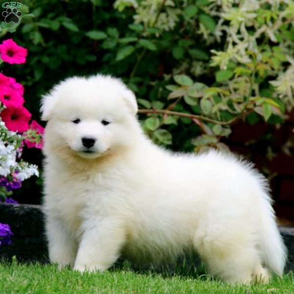 Bear, Samoyed Puppy