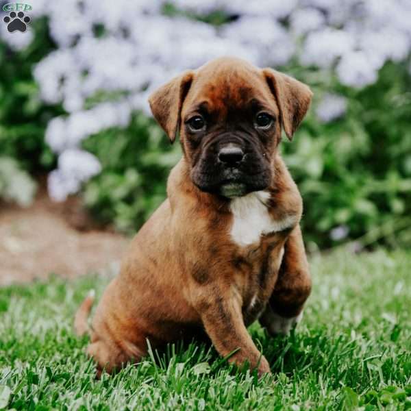 Bear, Boxer Puppy