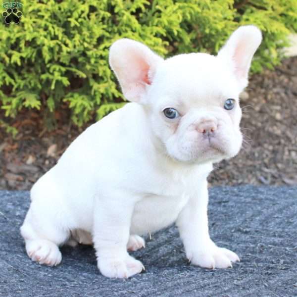 Beauty, French Bulldog Puppy