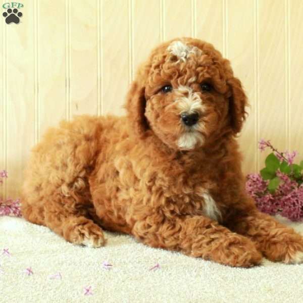 Beauty-Moyen, Standard Poodle Puppy