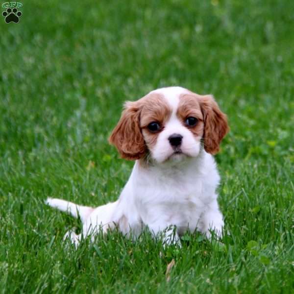 Beauty, Cavalier King Charles Spaniel Puppy