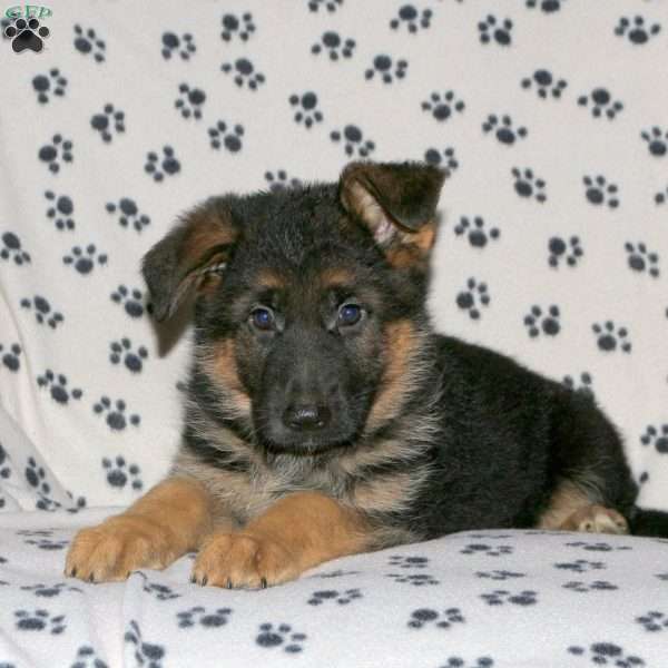 Becca, German Shepherd Puppy