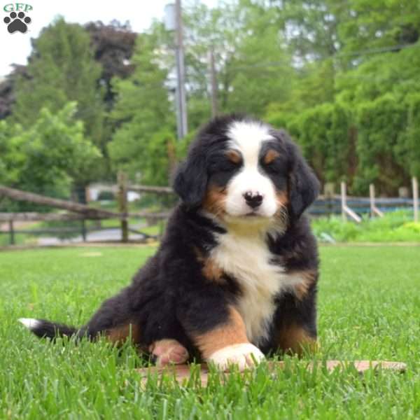 Bella, Bernese Mountain Dog Puppy