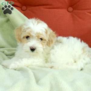 Havapoo Puppies For Sale - Greenfield Puppies