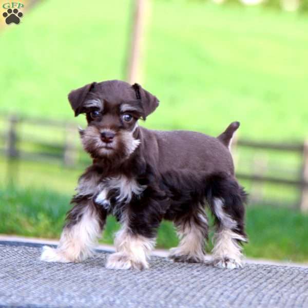 Bella, Miniature Schnauzer Puppy